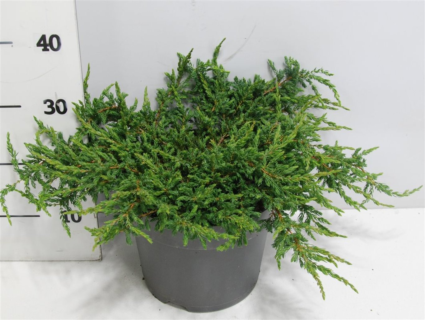 Juniperus comm. 'Repanda' - C7.5 40-50 CM